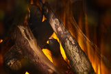 Brockenhurst-Grey-DeluxeLogs-CloseUp-scaled