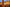 RB73_Quercus-00024
