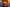 RB73_Quercus-00026