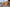 RB73_Quercus-00033